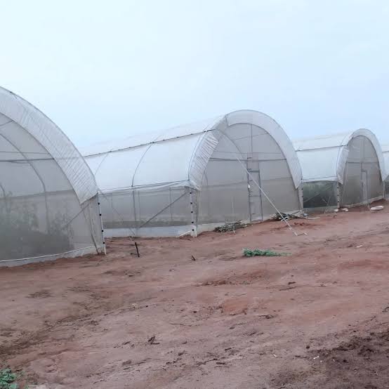 Dome Greenhouse (8m x 24m)